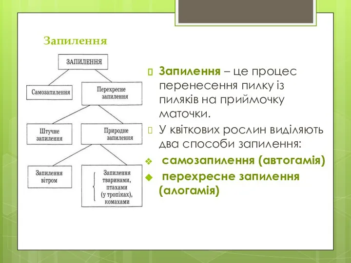 Запилення Запилення – це процес перенесення пилку із пиляків на приймочку маточки.