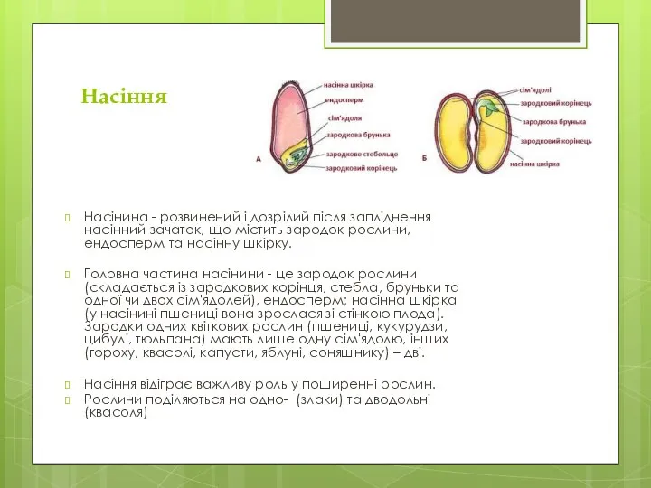 Насіння Насінина - розвинений і дозрілий після запліднення насінний зачаток, що містить