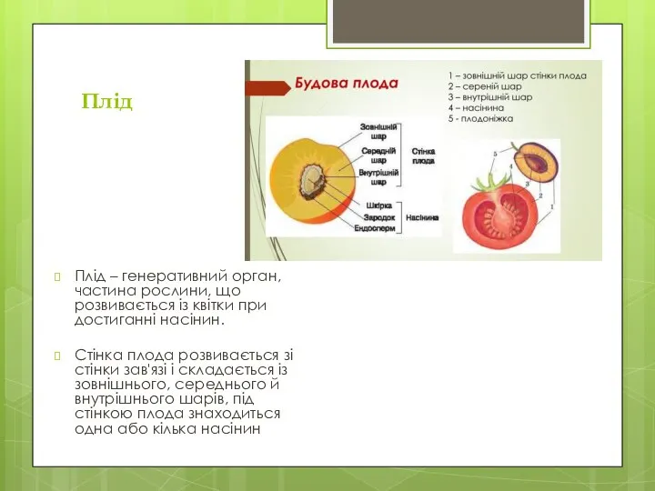 Плід Плід – генеративний орган, частина рослини, що розвивається із квітки при