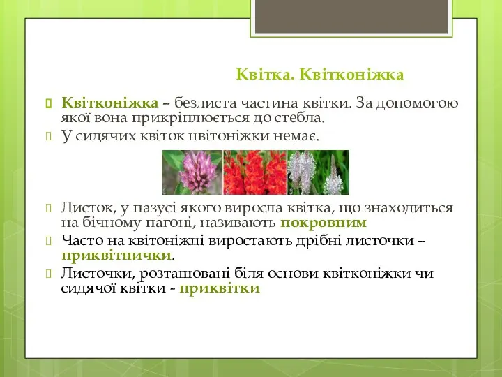 Квітка. Квітконіжка Квітконіжка – безлиста частина квітки. За допомогою якої вона прикріплюється