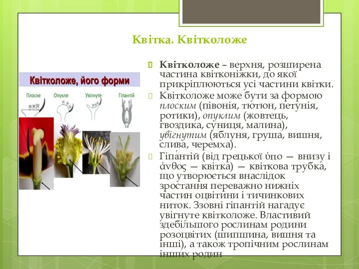 Квітка. Квітколоже Квітколоже – верхня, розширена частина квітконіжки, до якої прикріплюються усі