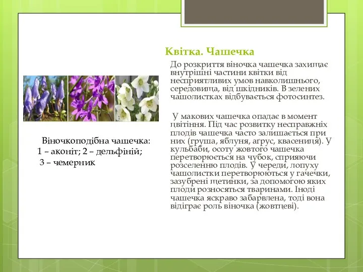 Квітка. Чашечка До розкриття віночка чашечка захищає внутрішні частини квітки від несприятливих