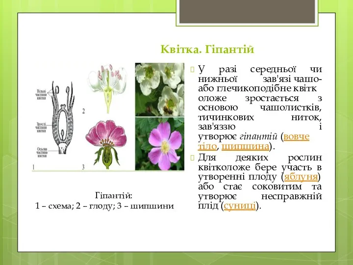 Квітка. Гіпантій У разі середньої чи нижньої зав'язі чашо- або глечикоподібне квітколоже