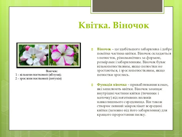 Квітка. Віночок Віночок – це здебільшого забарвлена і добре помітна частина квітки.