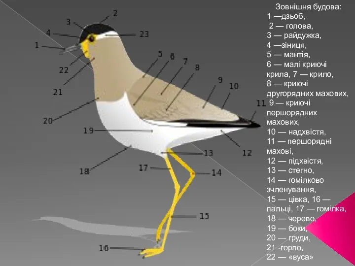 Зовнішня будова: 1 —дзьоб, 2 — голова, 3 — райдужка, 4 —зіниця,