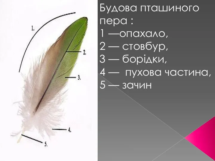 Будова пташиного пера : 1 —опахало, 2 — стовбур, 3 — борідки,