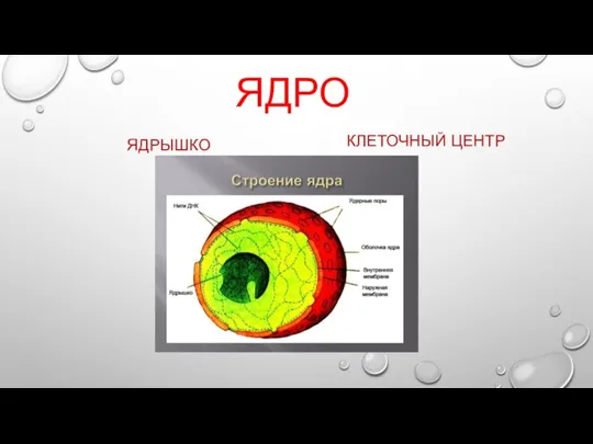 ЯДРО ЯДРЫШКО КЛЕТОЧНЫЙ ЦЕНТР