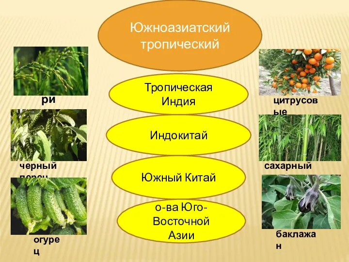 Южноазиатский тропический Тропическая Индия Индокитай Южный Китай о-ва Юго-Восточной Азии рис сахарный