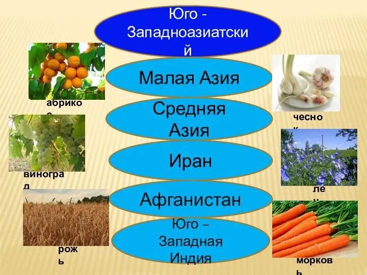 Юго - Западноазиатский Малая Азия Средняя Азия Иран Афганистан Юго – Западная