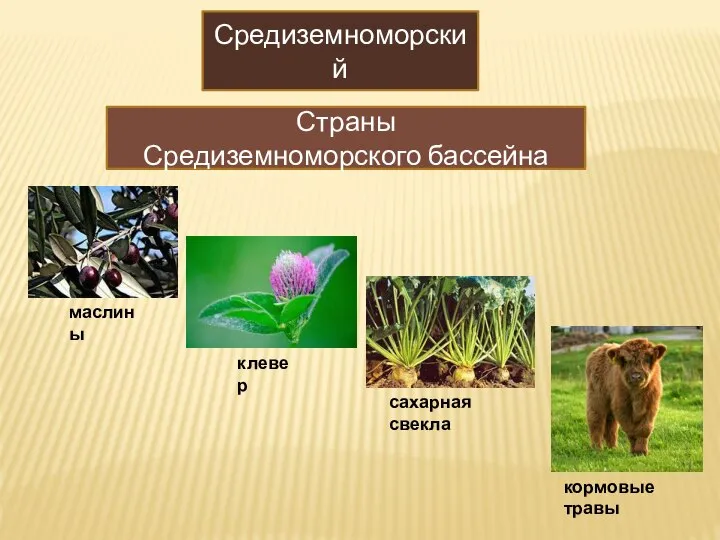 Средиземноморский Страны Средиземноморского бассейна маслины клевер сахарная свекла кормовые травы