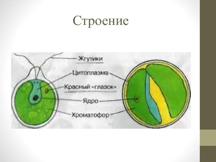 Строение