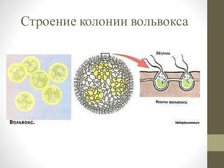 Строение колонии вольвокса