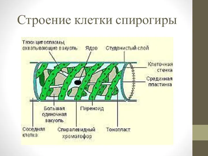 Строение клетки спирогиры