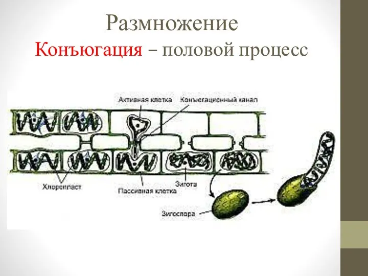 Размножение Конъюгация – половой процесс