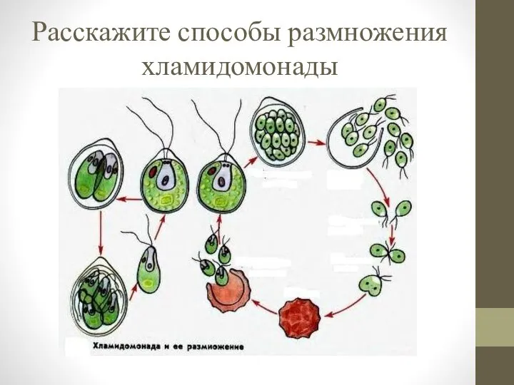 Расскажите способы размножения хламидомонады