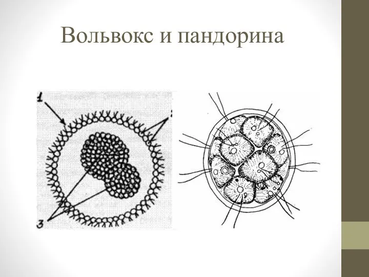 Вольвокс и пандорина