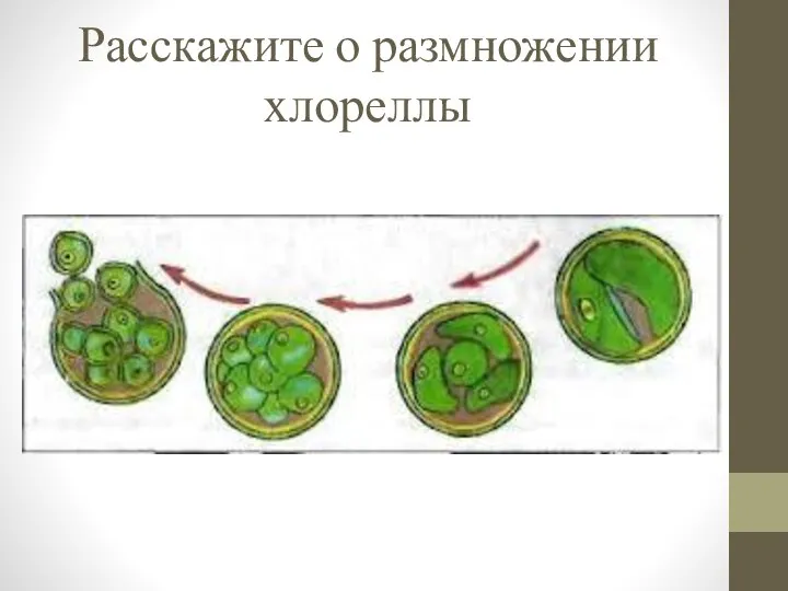 Расскажите о размножении хлореллы