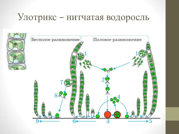 Улотрикс – нитчатая водоросль