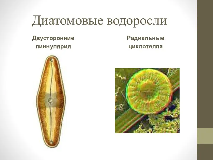 Диатомовые водоросли Двусторонние пиннулярия Радиальные циклотелла