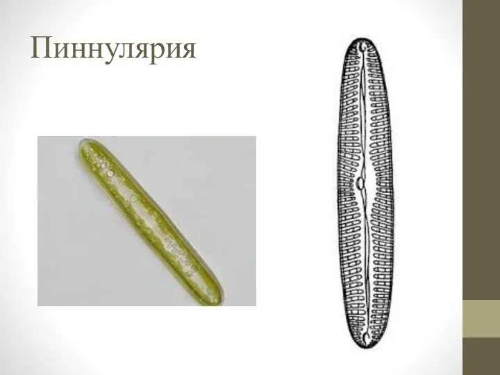 Пиннулярия