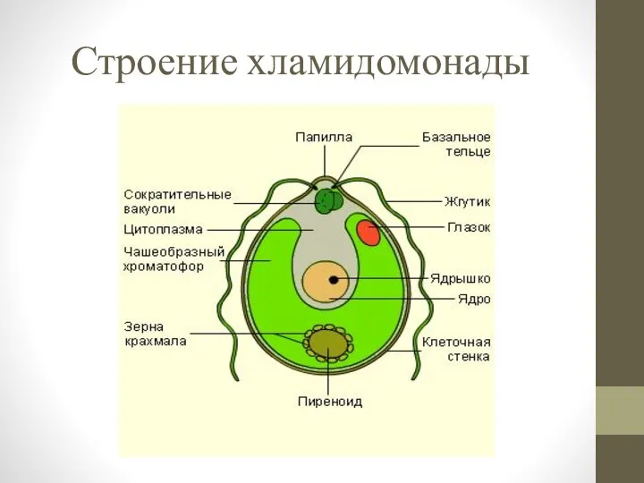 Строение хламидомонады