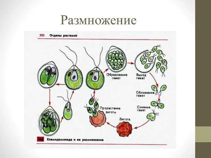 Размножение