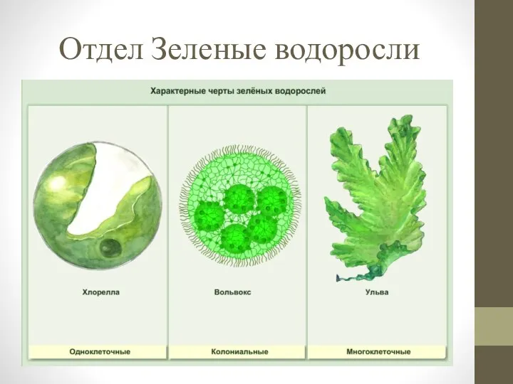 Отдел Зеленые водоросли