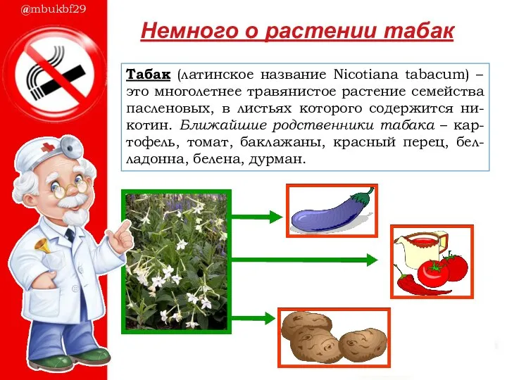 Табак (латинское название Nicotiana tabacum) – это многолетнее травянистое растение семейства пасленовых,