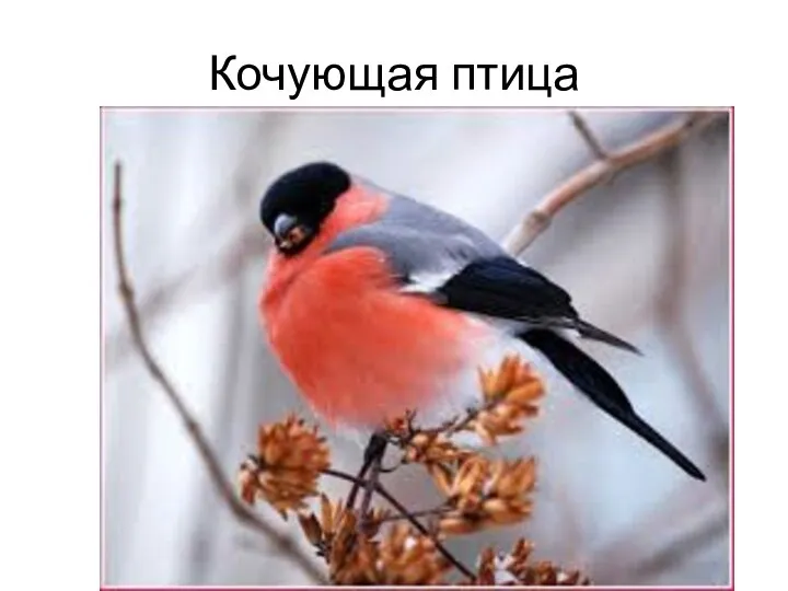 Кочующая птица