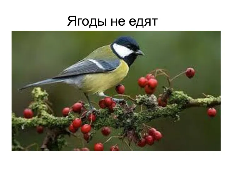 Ягоды не едят