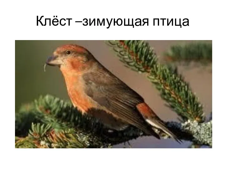 Клёст –зимующая птица