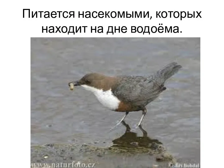 Питается насекомыми, которых находит на дне водоёма.