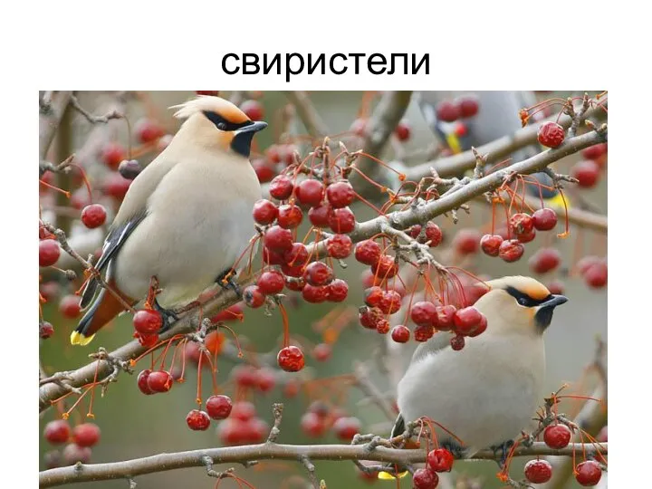 свиристели