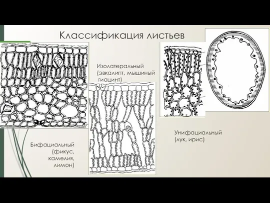 Классификация листьев Бифациальный (фикус, камелия, лимон) Изолатеральный (эвкалипт, мышиный гиацинт) Унифациальный (лук, ирис)