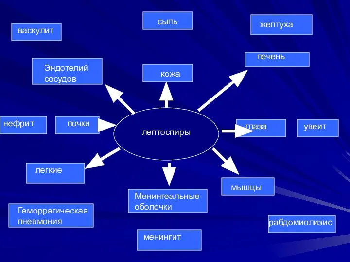 печень желтуха глаза увеит мышцы рабдомиолизис Менингеальные оболочки менингит легкие Геморрагическая пневмония