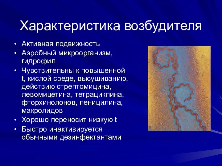 Характеристика возбудителя Активная подвижность Аэробный микроорганизм, гидрофил Чувствительны к повышенной t, кислой