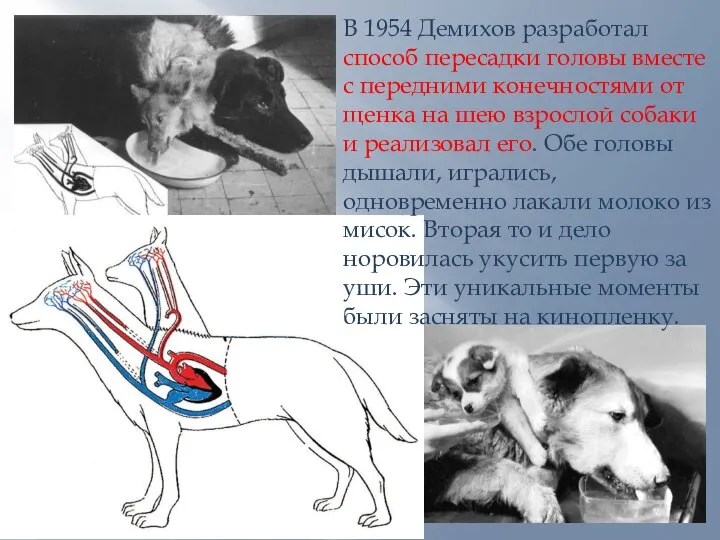 В 1954 Демихов разработал способ пересадки головы вместе с передними конечностями от