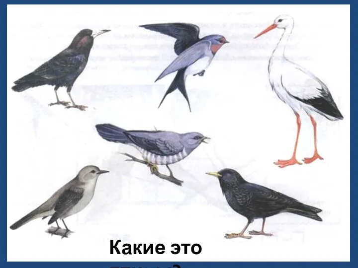 Какие это птицы?