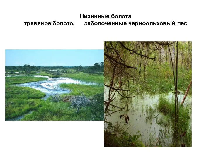 Низинные болота травяное болото, заболоченные черноольховый лес