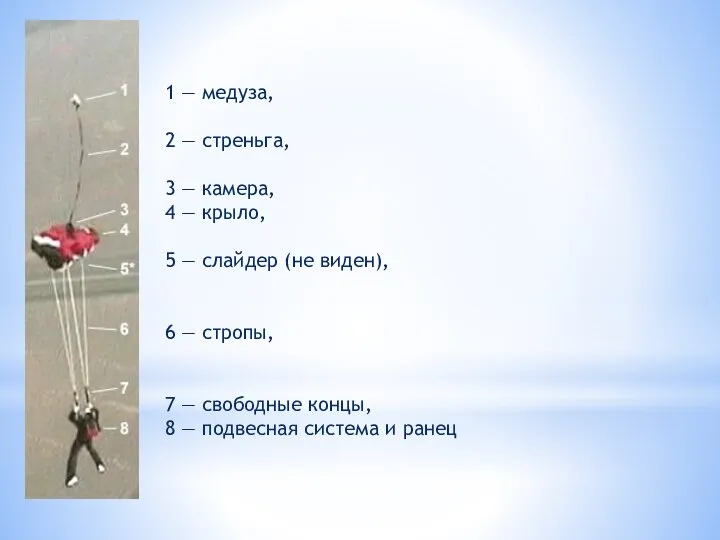 1 — медуза, 2 — стреньга, 3 — камера, 4 — крыло,