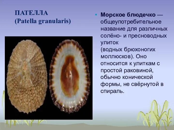 ПАТЕЛЛА (Patella granularis) Морское блюдечко — общеупотребительное название для различных солёно- и