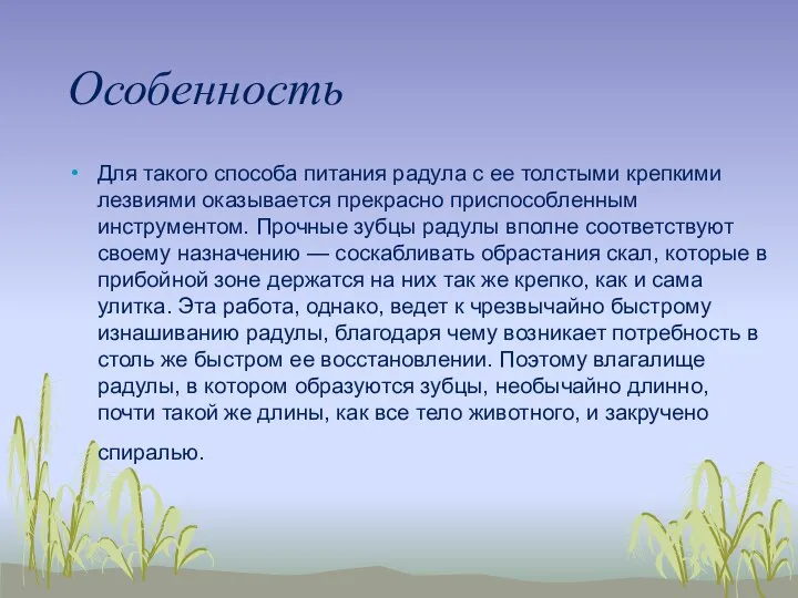 Особенность Для такого способа питания радула с ее толстыми крепкими лезвиями оказывается