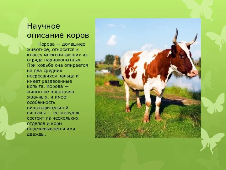 Научное описание коров Корова — домашнее животное, относится к классу млекопитающих из