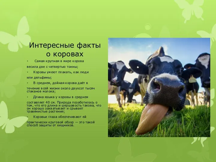 Интересные факты о коровах Самая крупная в мире корова весила две с