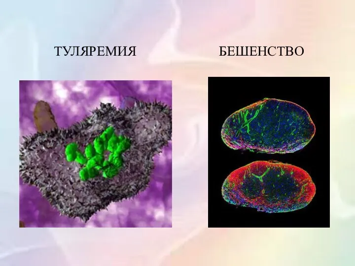 ТУЛЯРЕМИЯ БЕШЕНСТВО