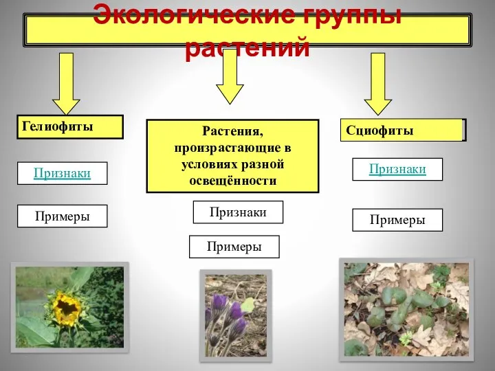 Экологические группы растений Гелиофиты Сциофиты Растения, произрастающие в условиях разной освещённости Признаки