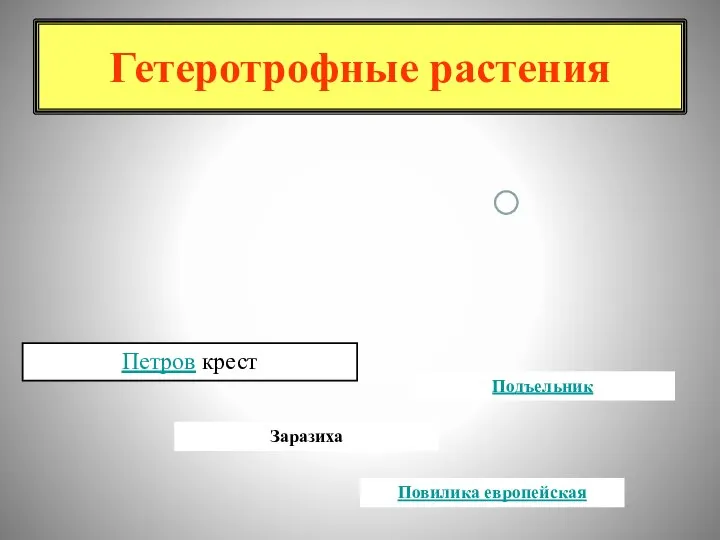 Гетеротрофные растения Петров крест Подъельник Заразиха Повилика европейская