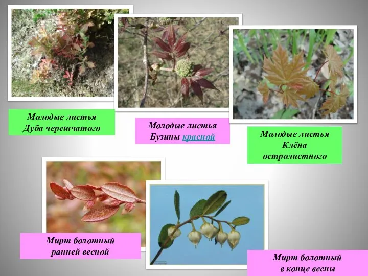 Молодые листья Дуба черешчатого Молодые листья Бузины красной Мирт болотный ранней весной