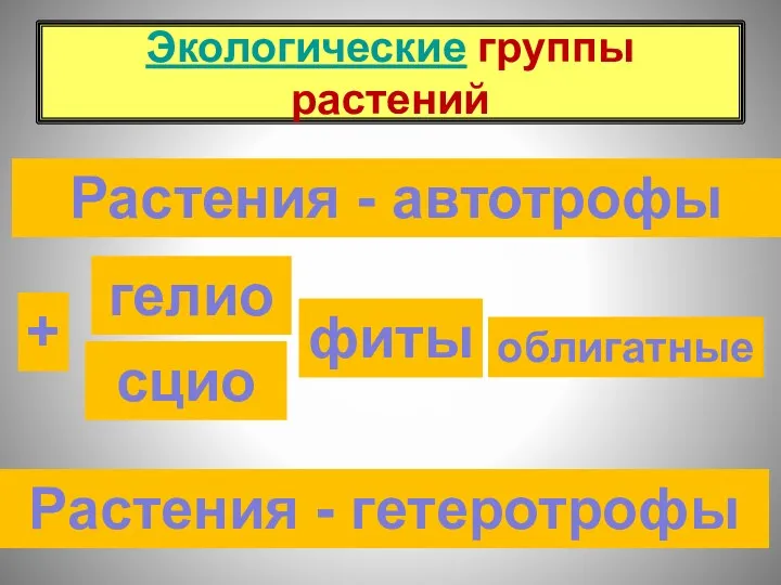 Экологические группы растений гелио сцио фиты + Растения - гетеротрофы Растения - автотрофы облигатные