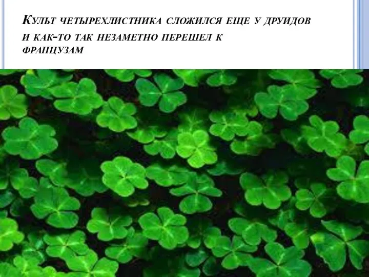 Культ четырехлистника сложился еще у друидов и как-то так незаметно перешел к французам